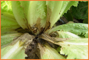 Identification of genetic loci in lettuce mediating quantitative resistance to fungal pathogens