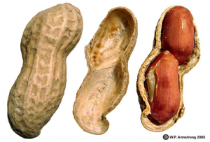 Genome-Wide Identification of Auxin Response Factors in Peanut (Arachis hypogaea L.) and Functional Analysis in Root Morphology.