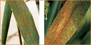 Identification and Characterization of Resistance Loci to Wheat Leaf Rust and Stripe Rust in Afghan Landrace &ldquo;KU3067&rdquo;
