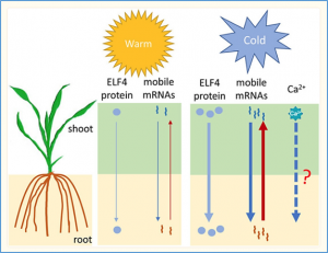 Recent Advances in the Analysis of Cold Tolerance in Maize