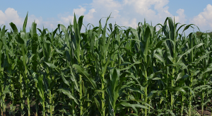 Assessing the between-country genetic correlation in maize yield using German and Polish official variety trials