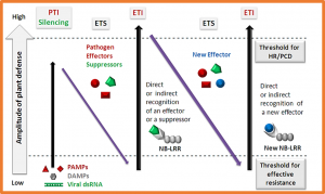 Thirty years of resistance: Zig-zag through the plant immune system 