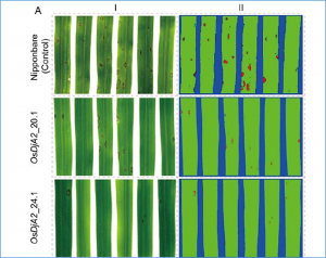 CRISPR/Cas9-Targeted Knockout of Rice Susceptibility Genes OsDjA2 and OsERF104 Reveals Alternative Sources of Resistance to Pyricularia oryzae