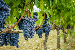 A high-density integrated map for grapevine based on three mapping populations genotyped by the Vitis18K SNP chip
