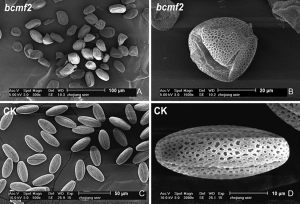 BrACOS5 mutations induced male sterility via impeding pollen exine formation in Chinese cabbage (Brassica rapa L. ssp. pekinensis)