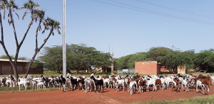 USAID and ICRISAT to enhance agro-pastoral productivity and market development in Niger
