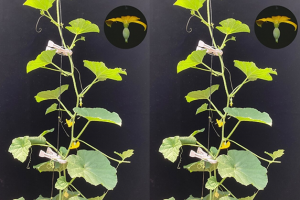 Identification of novel sex determination loci in Japanese weedy melon