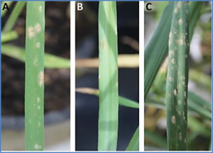 A unique resistance mechanism is associated with RBgh2 barley powdery mildew adult plant resistance