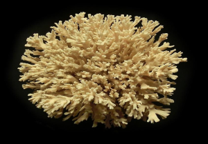 Role of the bicarbonate transporter SLC4&gamma; in stony-coral skeleton formation and evolution