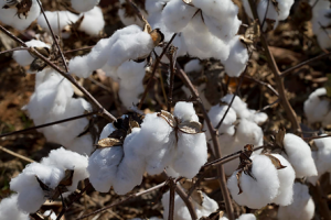 The Gossypium herbaceum L. Wagad genome as a resource for understanding cotton domestication