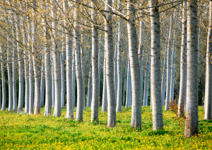 Researchers Breed Poplar with Less Lignin Using CRISPR Gene Editing