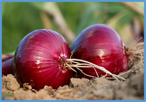CRISPR/Cas9-mediated editing of PHYTOENE DESATURASE (AcPDS) gene in onion (Allium cepa L.)