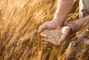 International Research Team Releases Complete Sequence of Einkorn Wheat Genome