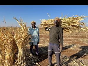Sudan: FAO launches emergency response plan to protect and restore agricultural livelihoods amid conflict
