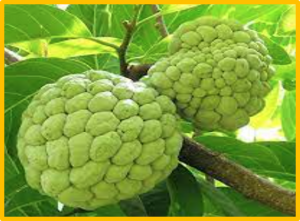 Seedless fruit in Annona squamosa L. is monogenic and conferred by INO locus deletion in multiple accessions