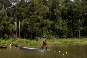World Food Forum side-event discusses ways to unleash the potential of the Amazon bioeconomy