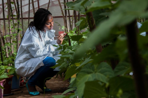A win for beans, a win for Africa