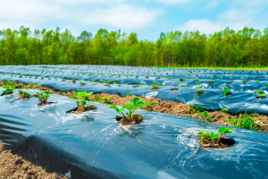 Review of CRISPR to Boost Resistance to Parasitic Plants