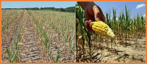 ZmC2H2-149 negatively regulates drought tolerance by repressing ZmHSD1 in maize