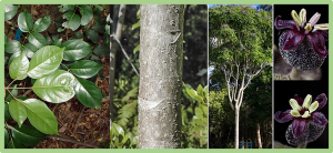 Heat tolerance of a tropical-subtropical rainforest tree species Polyscias elegans: time-dependent dynamic responses of physiological thermostability and biochemistry