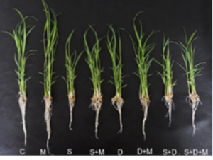 Exogenous melatonin induces salt and drought stress tolerance in rice by promoting plant growth and defense system