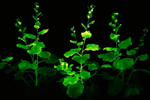 Bioluminescent Petunias to Enter US Market for the First Time