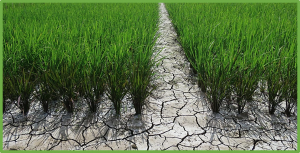 OsNAC120 balances plant growth and drought tolerance by integrating GA and ABA signaling in rice