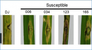 OsLRR-RLP2 Gene Regulates Immunity to Magnaporthe oryzae in Japonica Rice