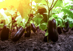 Japanese Scientists Boost Beta-carotene in Eggplant