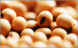USDA Grants Exemption for Amfora`s Gene-Edited, Ultra-High Protein Soybeans