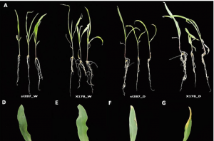 Utilizing transcriptomics and metabolomics to unravel key genes and metabolites of maize seedlings in response to drought stress 