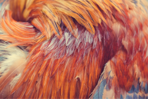 Amino Acid from Chicken Feather Helps Deliver Chemotherapy Drugs