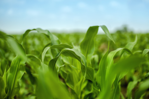 Transgenic Expression of Rubisco Factors Increases Maize`s Photosynthesis and Chilling Tolerance