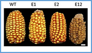 Engineering high amylose and resistant starch in maize by CRISPR/Cas9-mediated editing of starch branching enzymes