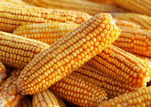 EFSA GMO Panel Concludes GM Maize DP910521 As Safe As Conventional Counterpart