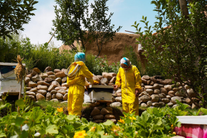 FAO leads new initiative and reinforces its commitment to accelerate gender equality efforts in agrifood systems