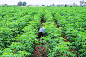 Gene Editing to Produce Bacterial Blight Resistant Cassava