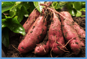 Genome-wide identification of sweet potato U-Box E3 ubiquitin ligases and roles of IbPUB52 in negative regulation of drought stress