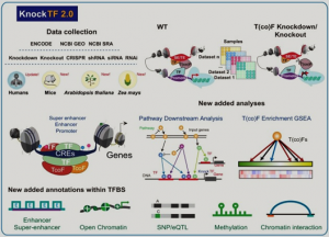 KnockTF 2.0: a comprehensive gene expr profile database with knockdown / knockout of transcription (co-)factors in multiple species