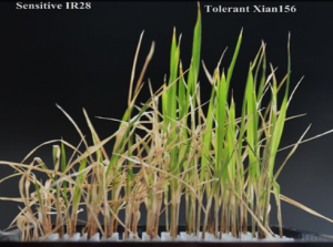 miR396b/GRF6 module contributes to salt tolerance in rice