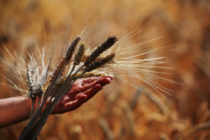 FAO Food Price Index dips during the month of December