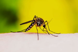 GM Mosquitoes with Toxic Semen Offer Faster Solution to Control Mosquito Populations