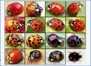 The interaction of Serratia bacteria and harmonine in harlequin ladybird confers an interspecies competitive edge