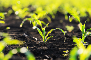 GM Maize MON810 Shows No Adverse Effects on Surface-active Springtails