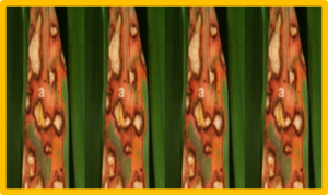 Development and Application of Pik Locus-Specific Molecular Markers for Blast Resistance Genes in Yunnan Japonica Rice Cultivars
