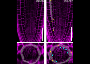 Research Identifies Protein for Plant Growth