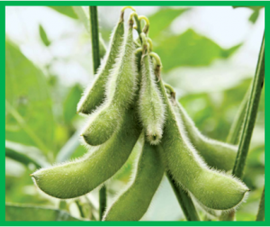 Predicted genetic gains from introgressing chromosome segments from exotic germplasm into an elite soybean cultivar