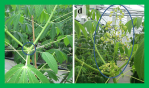 The anti-ethylene growth regulator silver thiosulfate (STS) increases flower production and longevity in cassava (Manihot esculenta Crantz).