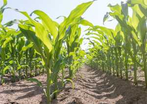 Study Identifies New Mechanism for Temperature Sensing in Plants