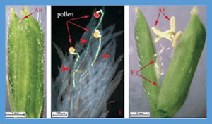 Experts Discover Rice Proteins Vital for Pollination